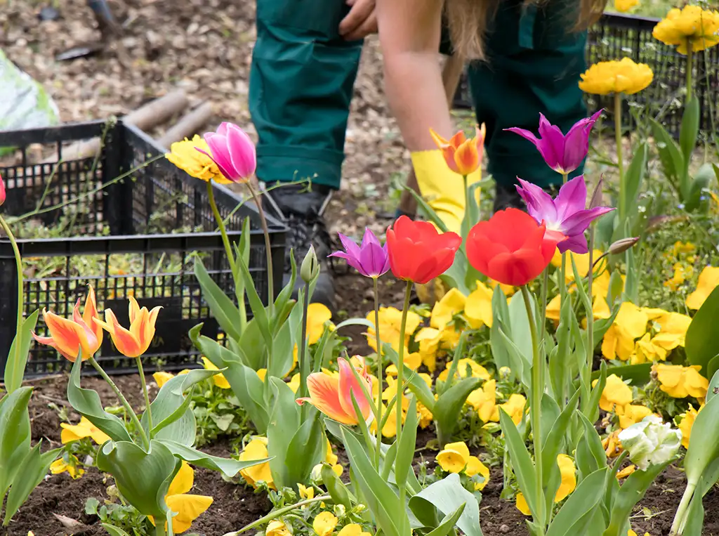 garden bed maintenance