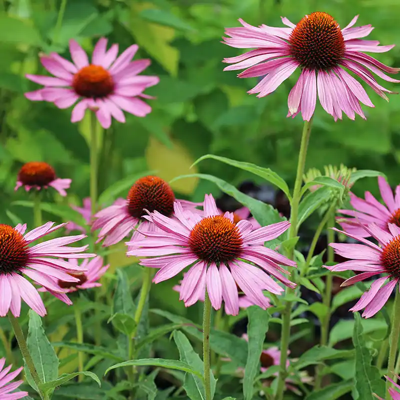 purple coneflower