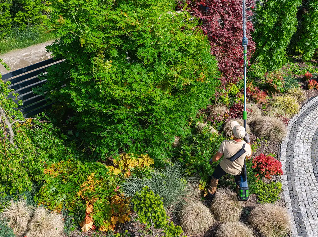 tree shrub trim prune